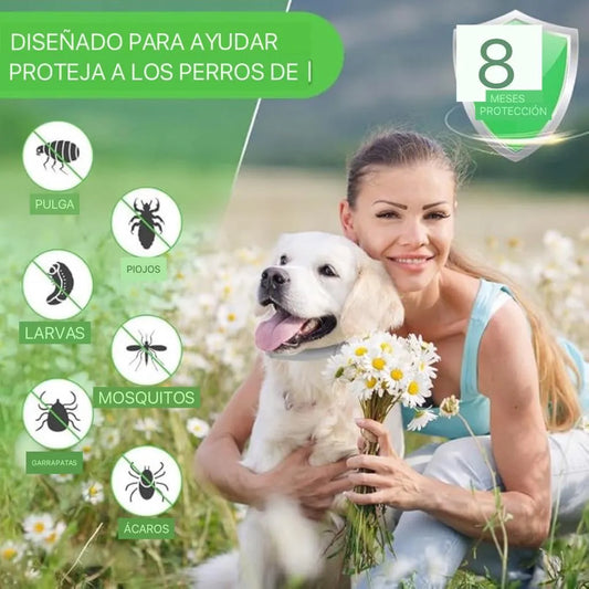 🐶Collar Antipulgas y Garrapatas 🛡️ (Protección Natural 8 Meses)